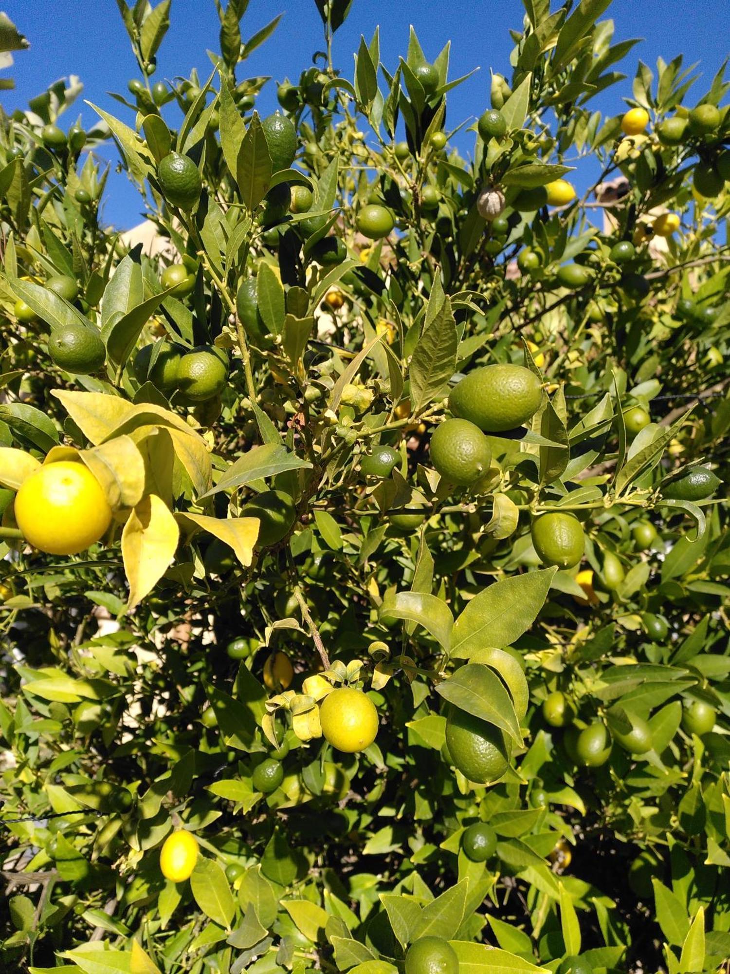 Finca Caracol Bolulla Luaran gambar